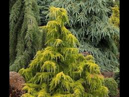See more ideas about conifers, conifer garden, plants. Conifers In The Garden Garden Style Nw Youtube