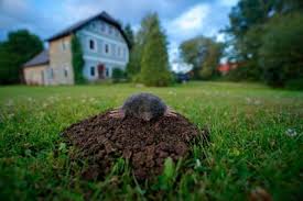 How to get moles out of my garden. How To Get Rid Of Moles And Voles Hgtv