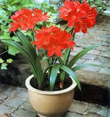 Scarborough Lily Plants Indoor Plants Pet Friendly Toxic Plants For Cats