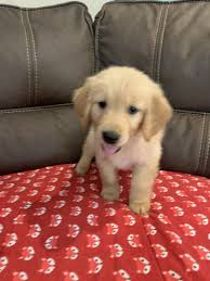 As a long time az retriever breeder, we have golden retriever and labrador retriever puppies for sale statewide; Golden Retriever Puppies For Sale Tucson Az 297600