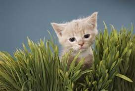 How To Repot Wheat Grass Cat Grass Cat Plants Chia Pet