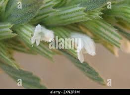 Image result for Leucas neuflizeana