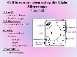 Maybe you would like to learn more about one of these? Cell Structure Chpt 7 Microscopes Simple Microscope Uses Single Lens Max Magnification X400 Uses Light Compound Microscope Microscope Used In Our Labs Ppt Download