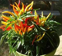 Membuat Cabe Berbuah Lebat Perkebunan Sayur Hidroponik Kebun Sayur