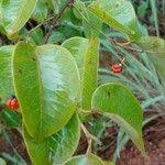 Image result for Maprounea