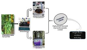 Image result for Phragmanthera capitata