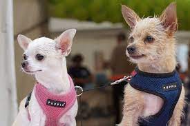 Facts About Chihuahuas