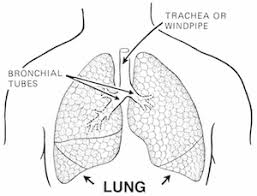 What Are Book Lungs Definition Function Study Com