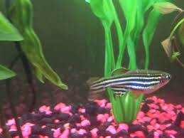 Maybe you would like to learn more about one of these? Is My Zebra Danio Fat Or Pregnant My Aquarium Club