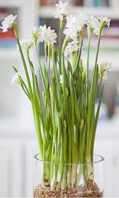 Traditional Living Room For Dog Lovers Anne Tollett Home Bulb Flowers Paperwhites Planting Bulbs