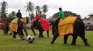 Image result for taman nasional way kambas