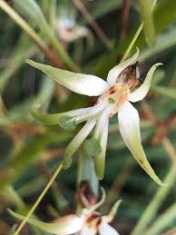 Image result for Habenaria nyikana