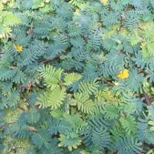 Image result for Aeschynomene cristata