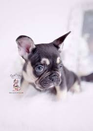 Akc registered french bulldog puppies.please text (9514097399super adorable french bulldog puppies. Black Tan Frenchie Bulldog Puppy For Sale Miami Florida 350 Frenchie Bulldog Puppy Puppies Teacup Puppies