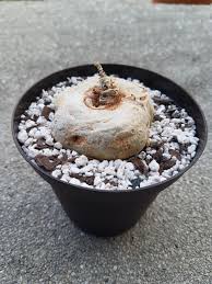 Image result for Brachystelma