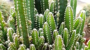 Care & cultivation of this very tasty cactus. Cereus Peruvianus Florida Cactus Youtube