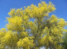 The result of the hybrid creates a tree with fuller, lively yellow flowers displayed next to multiple bright green trunks. Palo Verde Trees Push Wildflowers Out Of The Desert Bloom Spotlight Outdoors Tucson Com
