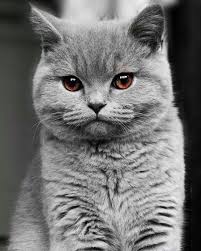 Black And White Cat With Brown Eyes Pin By Genae Anderson On British Cats Cute Cats Kittens Pretty Cats