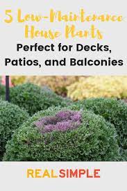5 Low Maintenance Outdoor Plants Perfect For Decks Patios And Balconies Potted Plants Outdoor Outdoor Plants Potted Plants Patio