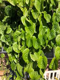 Is an evergreen vine from the australia/south asia area and has become. Vine With Big Beautiful Heart Shaped Leaves Southern California Zone 10b Whatsthisplant