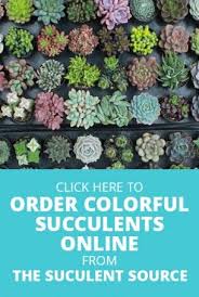Total 36 active the succulent source coupons & promo codes are listed and the latest one is updated on jun 08, 2021 10:22:16 am; What Do Do With Succulents Growing Tall Stretched Out Succulents Buy Succulents Succulents Online Succulents