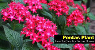 Image result for Pentas micrantha