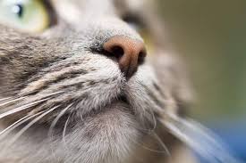 Polyps are the nasal masses of the polypoidal. Reasons Why Your Cat S Nose Is Dry Hill S Pet
