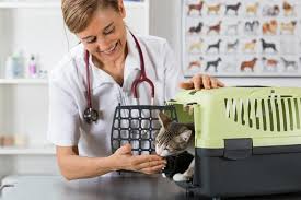 Even though some symptoms might be different depending on the type of tumor, there are many similar symptoms that cats with bone cancer experience. Bone Cancer In Cats Causes Symptoms Treatment All About Cats