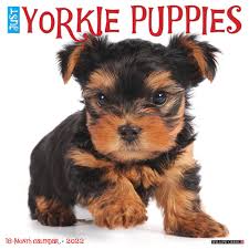 (bichon and yorkie mix) this is the same dog i. Yorkie Puppies Calendar 2022 Animal Den