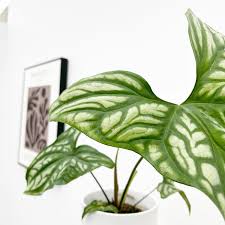 Image result for Cercestis