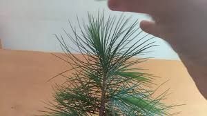 One interesting characteristic of this tree is that it is deciduous when grown. Blue Pine Bonsai From Scratch Maple Seedling Youtube