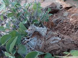 Image result for Grewia herbacea