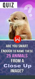 Quiz Are You Smart Enough To Name These 25 Animals From A Close Up Image Animal Quiz Fun Quiz Quiz