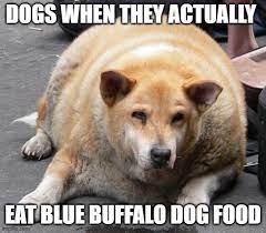 Dogs are one of the first animals to be taught to work alongside man. Fat Dog Memes Imgflip