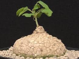 Image result for Adenia rumicifolia