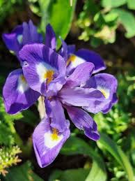 Image result for Moraea niassensis