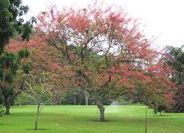 Image result for Cassia angolensis