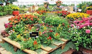 Check spelling or type a new query. Adaptability Of Annuals To The Philippine Climate Agriculture Monthly