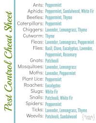 Also, using essential oils in homemade. 5 Effective Eco Friendly Pest Control Options For Your Home Nuenergy