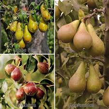 Maybe you would like to learn more about one of these? Three Variety Family Pear Tree