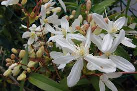 Check spelling or type a new query. Clematis Armandii Wikipedia