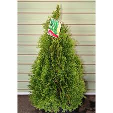 Find 200mm Thuja Occidentalis Smaragd At Bunnings Warehouse Visit Your Local Store For The Widest Range Of Garden Products Thuja Occidentalis Garden Range
