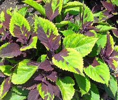 Image result for Coleus scutellarioides