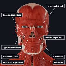 Click the links provided for full explanation and accompanying video. The Muscles Of Facial Expression Complete Anatomy