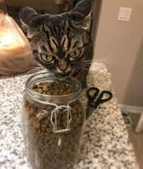 不機嫌な顔をしている猫のkitzia netgeek 猫 顔 不機嫌