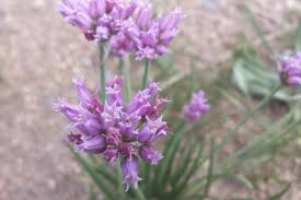 Image result for Alliaceae