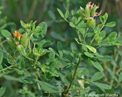 Image result for Crotalaria quarrei