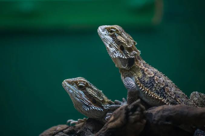 Reptile sauvetage ExoFishCanada