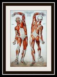Second Life Marketplace Anatomical Muscular Chart Poster