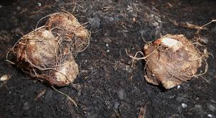 Shop our selection of water lilies and begonia bulbs. Starting Caladiums Indoors Forest Garden